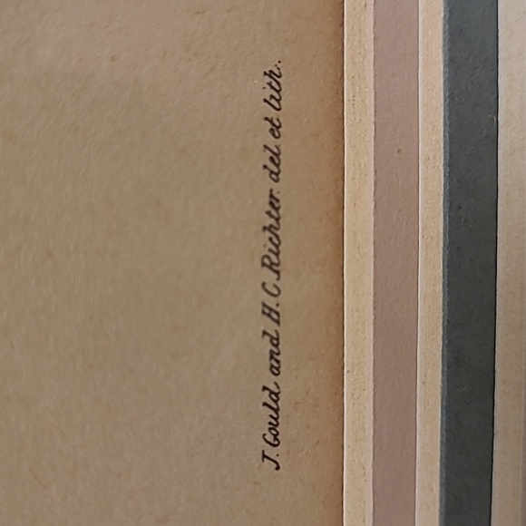 J. Gould and HC Richter Hummingbirds Aglaeactics Pamela Litho - Picture 7 of 16